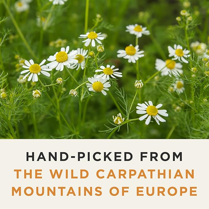 Wild Bliss Organic Chamomile Tea - Caffeine Free Calming Herbal Support - Pharmacopoeia Potency - 20 Plant Based Tea Bags