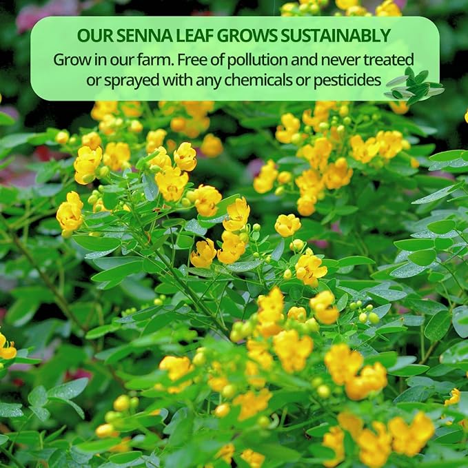 VIDA FARM Premium Senna Tea for Constipation - 125 Tea Bags - 100% Natural Senna Leaves, Non-GMO, Caffeine Free