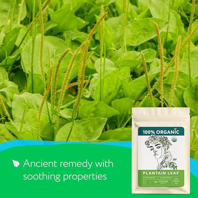 Plantain Leaf Organic (4 oz.) โ Broadleaf Plantain Tea Loose Leaf (Plantago Major) โ Llanten Planta Medicinal - Herbal Tea for Digestion, Respiratory Health & Detox