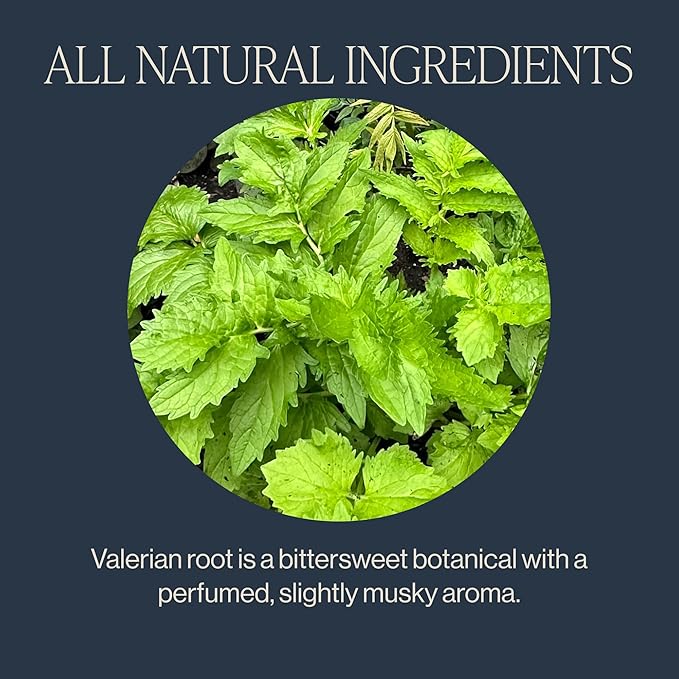Rishi Tea Valerian Dream Herbal Tea - Organic Sachet Tea Bags, Sleep Friendly, Caffeine Free, Calming Botanical Blend with Valerian Root - 15 Count (Pack of 1)