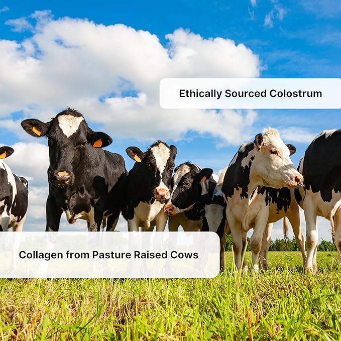 Grass-Fed Colostrum & Collagen Peptides with Probiotics + Vitamin B12 – 800mg IgG for Immune, Gut & Beauty Support – Ethically Sourced, Non-GMO, Hormone-Free, Filler-Free, 30 Servings, 5.11 oz