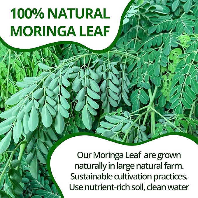 VIDA FARM 125 Premium Moringa Tea Bags, 100% Natural Pure Moringa Leaves: No Caffeine, No Sugar, No Gluten, Vegan