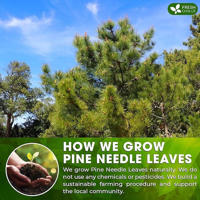 FreshDrinkUS, Pine Needle Tea Bags β 75 Tea Bags, Naturally Caffeine-Free, Refreshing Herbal Tea, Wild-Harvested Pine Leaves, Aromatic and Soothing β Non-GMO & Eco-Friendly Packaging