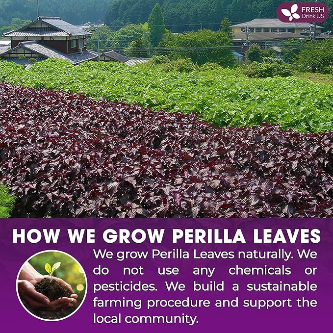 FreshDrinkUS, Premium Perilla Leaf Tea β 40 Tea Bags | 100% Pure Perilla Leaves | Caffeine-Free, Non-GMO, Natural Packaging | Herbal Tea Bags for Daily Enjoyment. Gluten-Free. Sugar-Free. Vegan