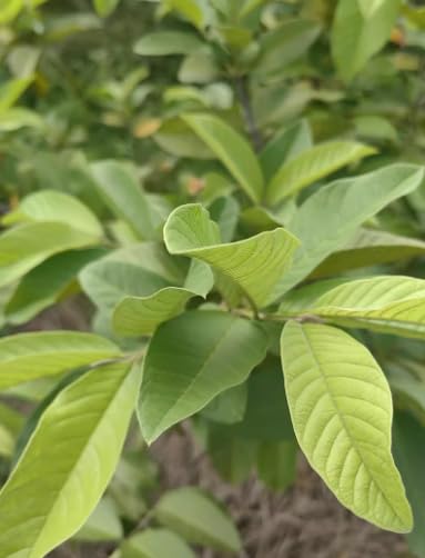 XIEJINJI Guava Leaf Tea Bags, 40 Count, Hojas De Guayaba, Made from 100% Natural Guava Leaves, No Flavoring & No Additives & Caffeine Free, Pyramid Clear Filter Teabag