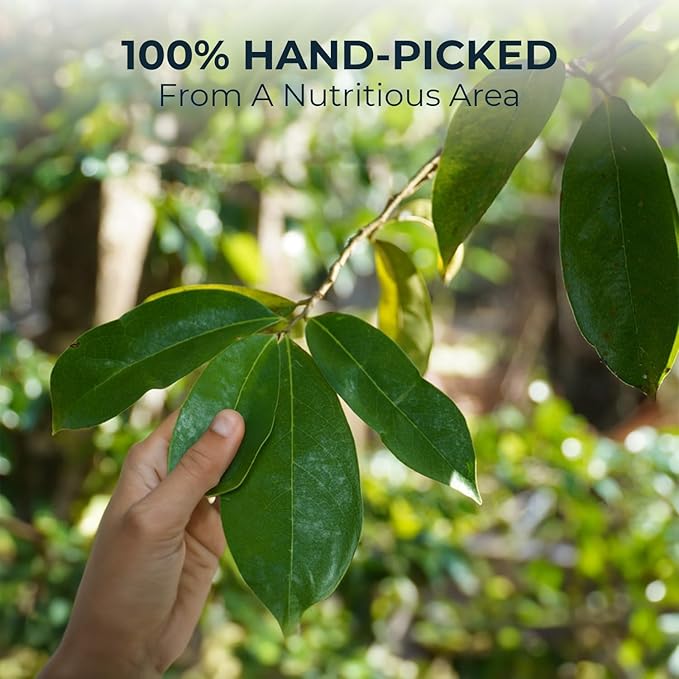 Soursop Graviola Leaf Tea Samplers - 15 Count, Bamboo Tong Included, No Sugar Added, No Caffeine, Re-Steep Morning Herbal Detox Tea for Relax & Refreshing, Hoja De Guanabana Mini Tea Bags