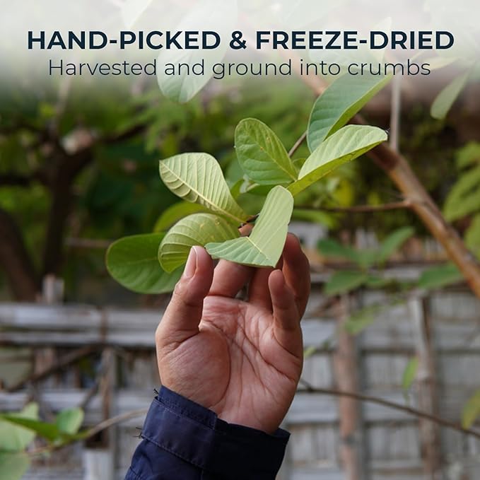 Guava Leaf Tea Bags - 55 Count (+5 Tea Bags) - 4.06 oz with Bamboo Tong, Handpicked & No Sugar Added, No Caffeine, Re-Steep Herbal Tea, Relax Refreshing Hojas De Guayabav