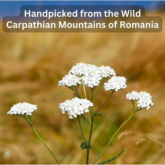 Organic Wild Yarrow Flower Herbal Tea - Caffeine Free - Pharmacopoeia Potency - 75 Plant Based Tea Bags