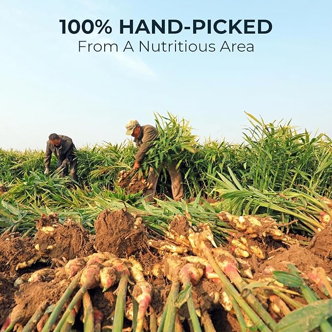 Ginger Lemon Tea Bags - 55 Count (+5 Tea Bags) - 5.22 oz, Refresh Sour, Re-Steep Herbal Detox Tea Blend for NaturalSupport and Body Warm, Energy Support, Bamboo Tong Include