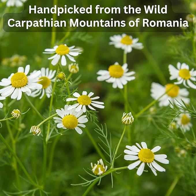 Wild Bliss Organic Chamomile Tea - Caffeine Free Calming Herbal Support - Pharmacopoeia Potency - 75 Plant Based Tea Bags