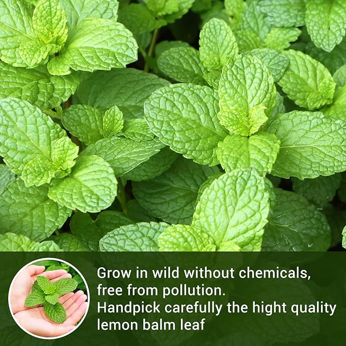 Lemon Balm Tea, 100% Pure & Natural Lemon Balm Leaves Herbal Tea Bags, Promotes Relaxation & Aid In Digestion, Caffeine Free, Non-GMO, Additives Free（1 Pack/50 Bags)